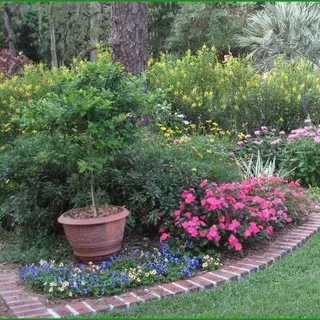 thumbnail for publication: Gardening with Perennials in Florida
